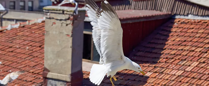 Residential Chimney Animal Removal Solution in Bay City, MI